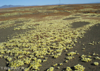 Karoo, Namaqualand, Cederberg, Klein Karoo, Southern Cape, Baviaans Kloof, and South Western Namibia,